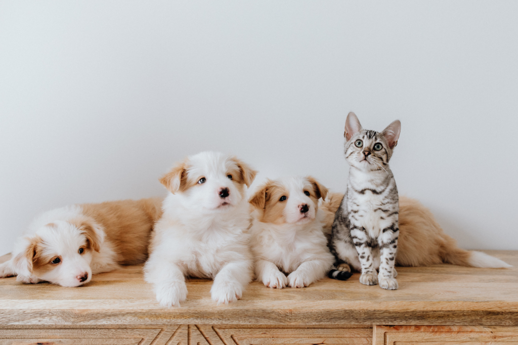 子犬と子猫の健康診断の重要性と行うべき予防診療を解説