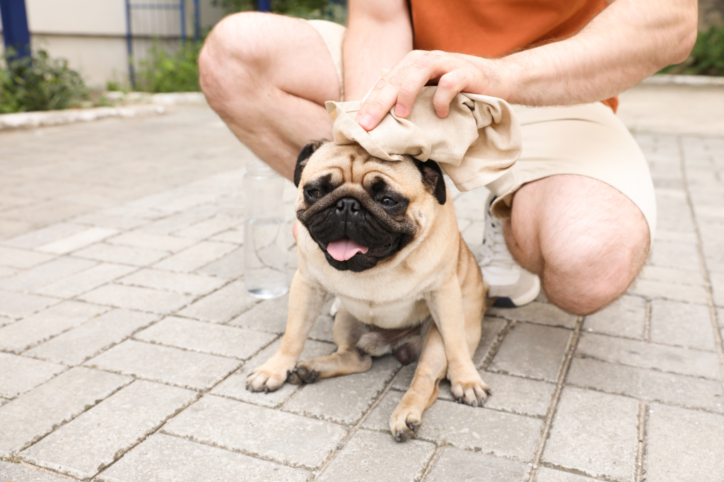 犬や猫の熱中症の症状や応急処置の方法！予防方法もあわせて解説