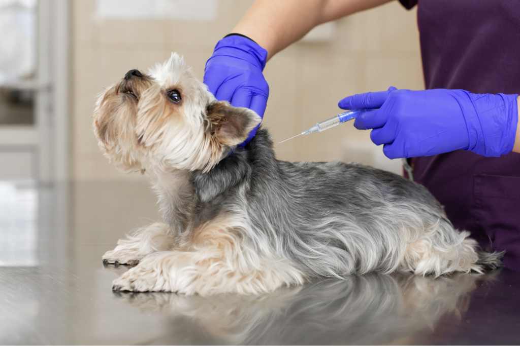 犬と猫のワクチン接種の重要性について