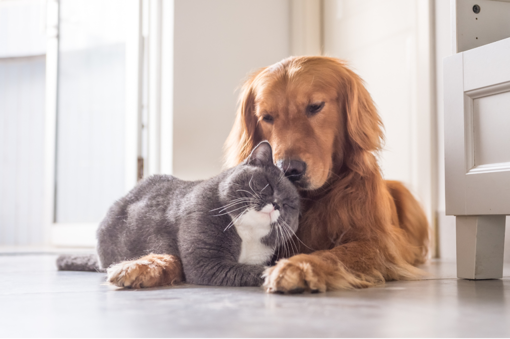 犬や猫の避妊・去勢の重要性について