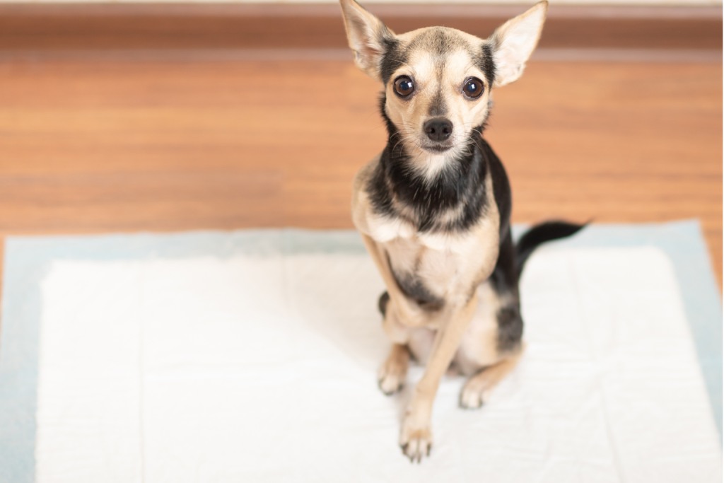 犬と猫の尿検査と自宅でできる採尿方法について