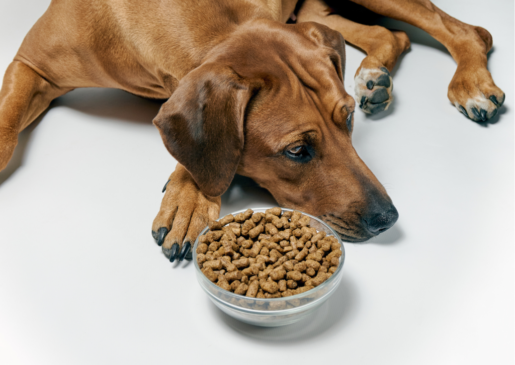 犬や猫の下痢の症状と原因、治療について