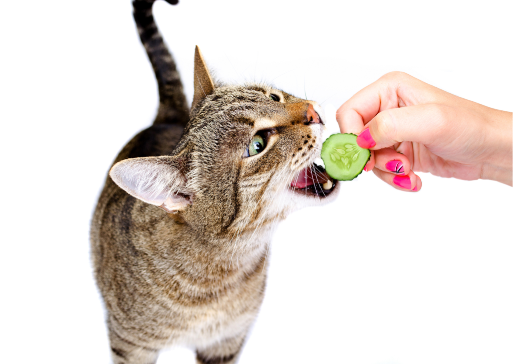 犬や猫の誤飲誤食とその予防について