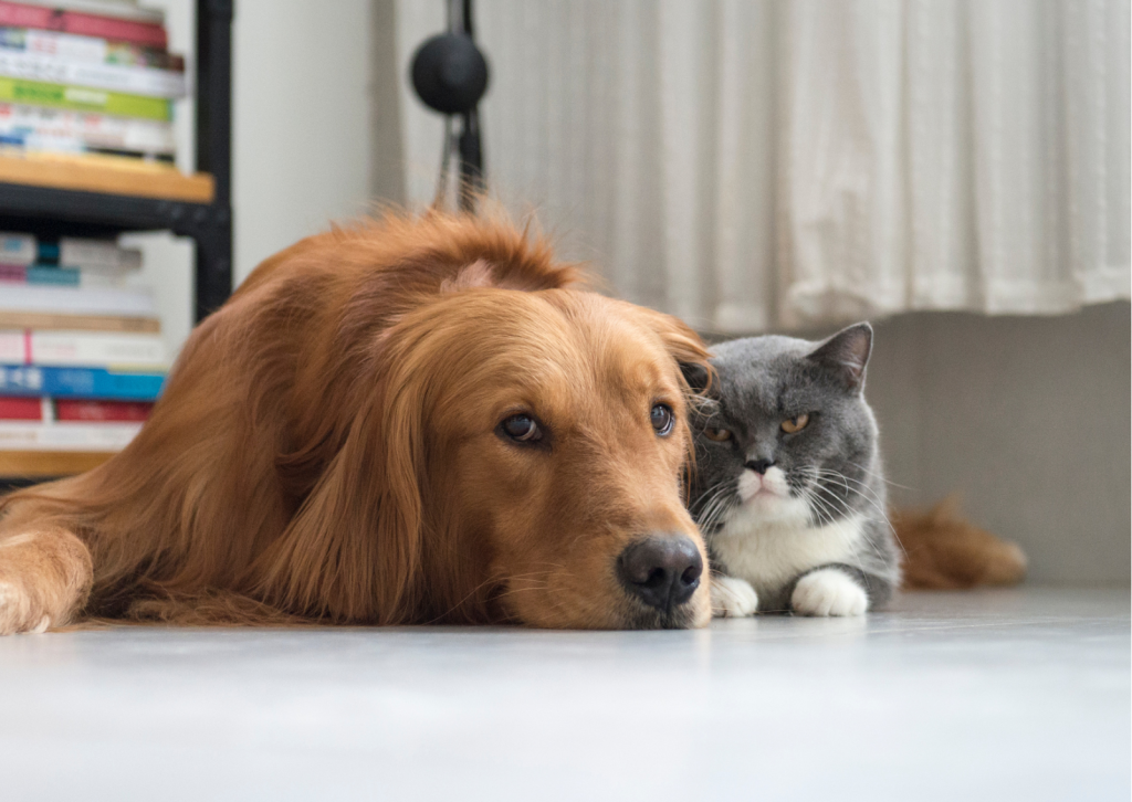 犬や猫の乳腺腫瘍｜避妊手術で予防ができる病気