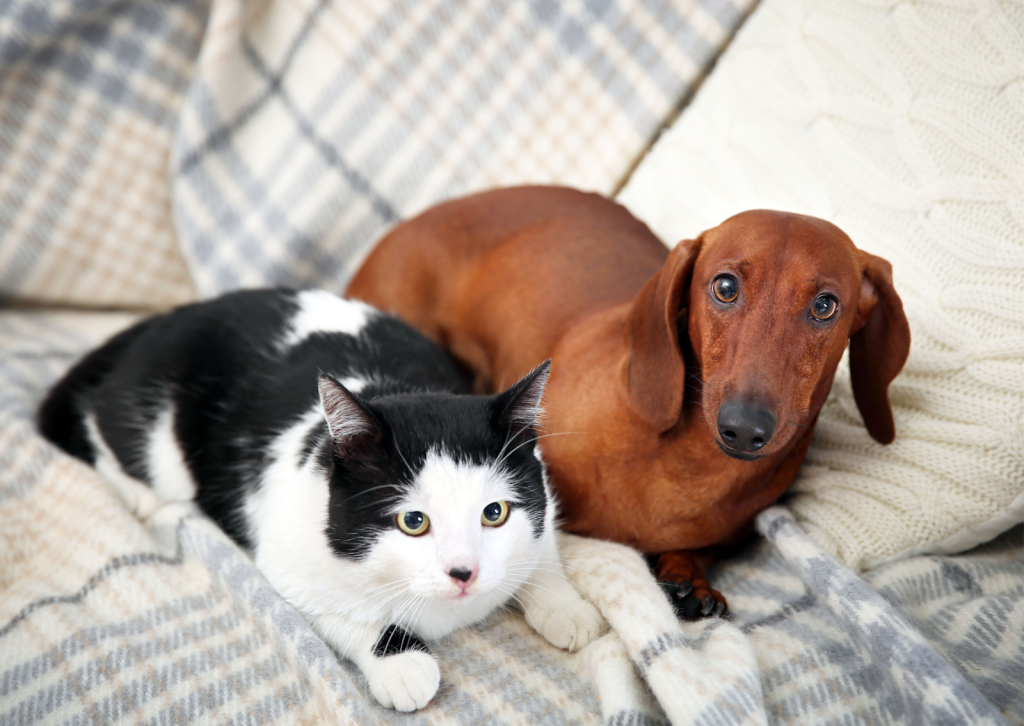 犬や猫の膀胱炎について｜再発しやすい病気