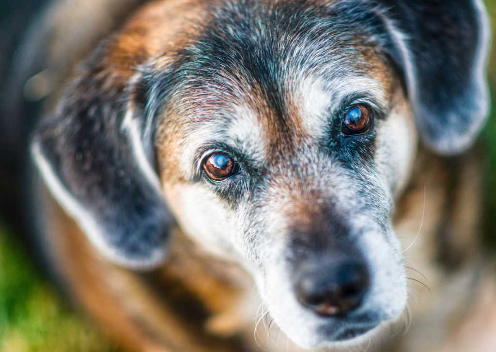 犬の精巣腫瘍について｜去勢手術で予防できる病気