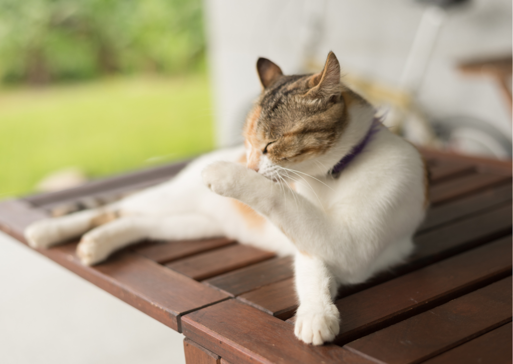 犬と猫のアレルギー性皮膚炎について｜治療や予防などを徹底解説！