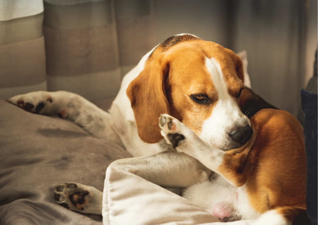 愛犬・愛猫の皮膚を守る！ ｜犬と猫の膿皮症の基礎知識と対策法について