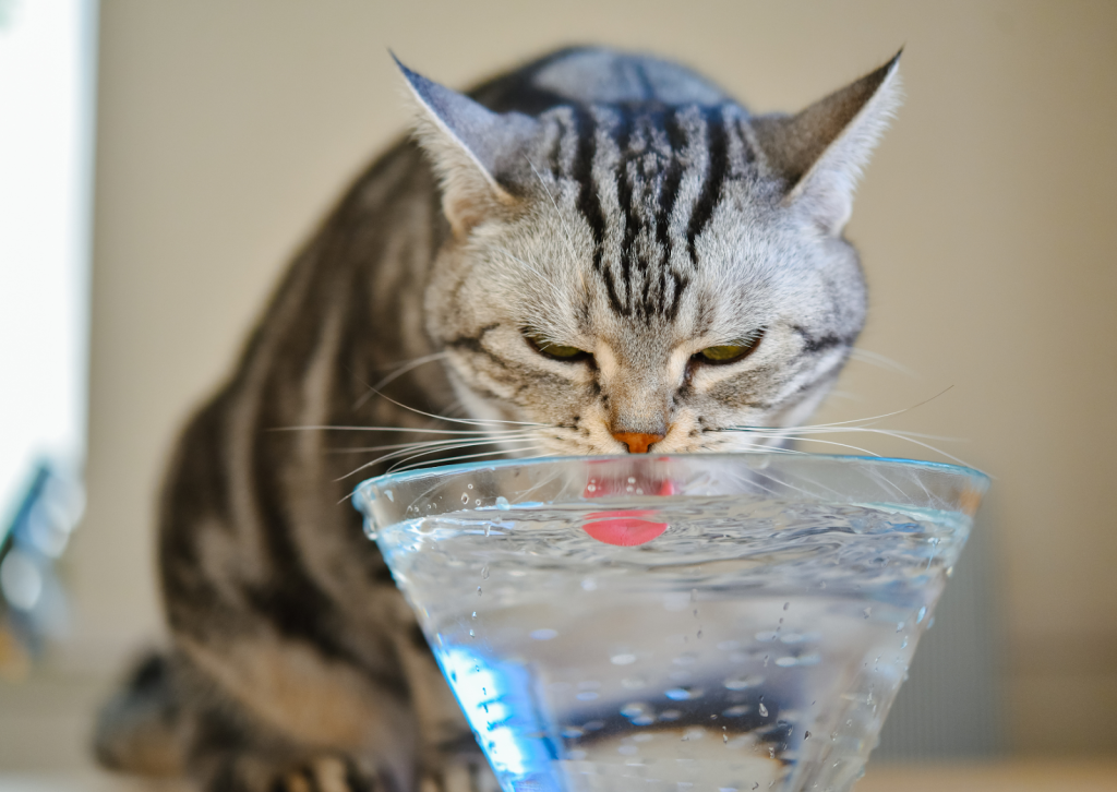 愛猫の水飲みが増えた？｜多飲多尿の原因と病気の可能性