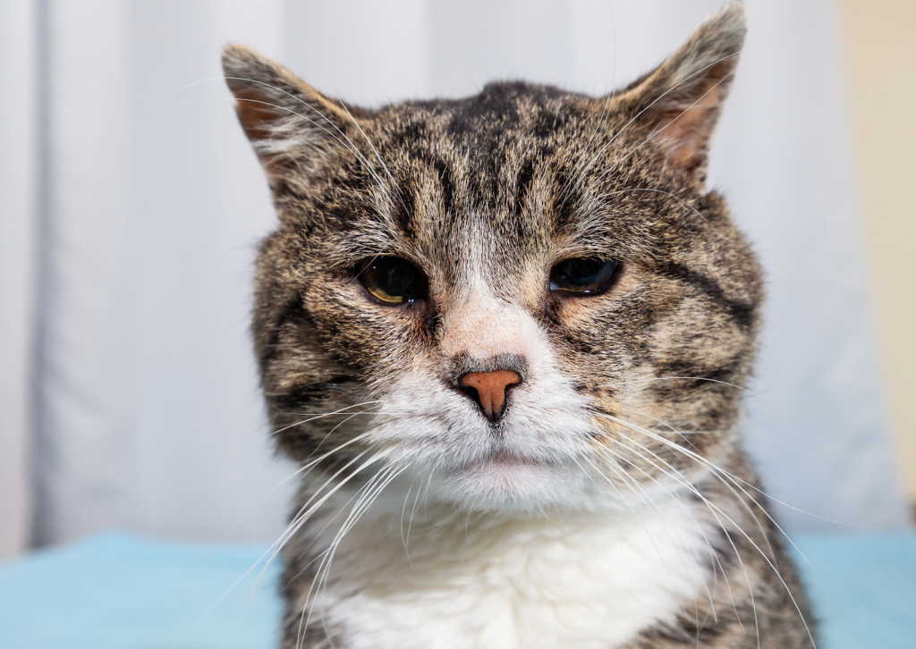 高齢猫に多い甲状腺機能亢進症｜早期発見のポイントと治療選択