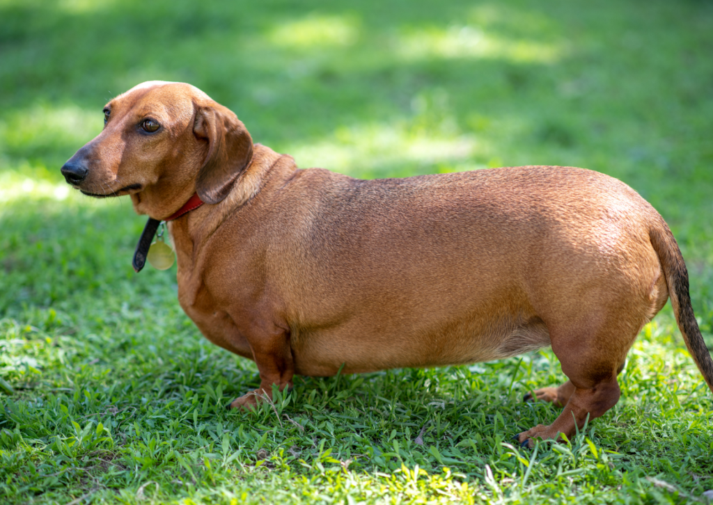 犬や猫の肥満対策｜動物病院が教える適正体重の維持方法と病気予防
