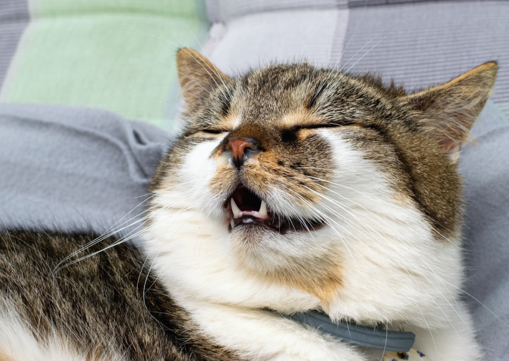 愛猫の咳やくしゃみが気になる｜猫風邪の正しい知識と対策
