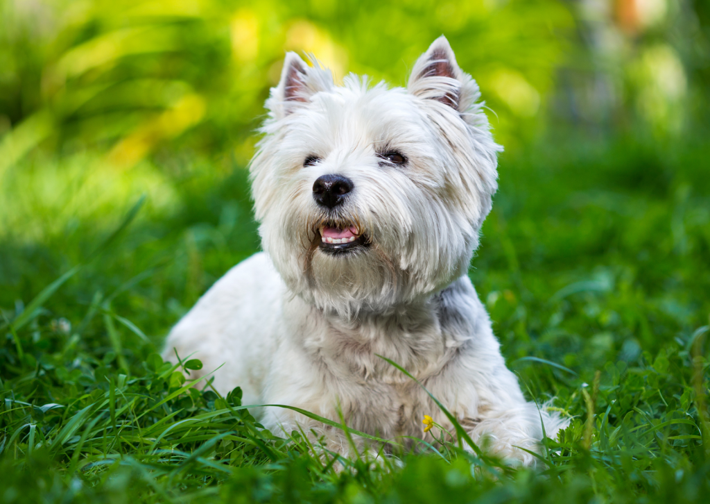 犬や猫の肝臓病｜症状が出にくい肝臓の異常と早期発見のポイント