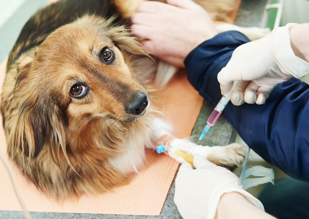 犬や猫の血液検査でわかる隠れた健康問題〜獣医師が教えるフィラリア予防との関係〜