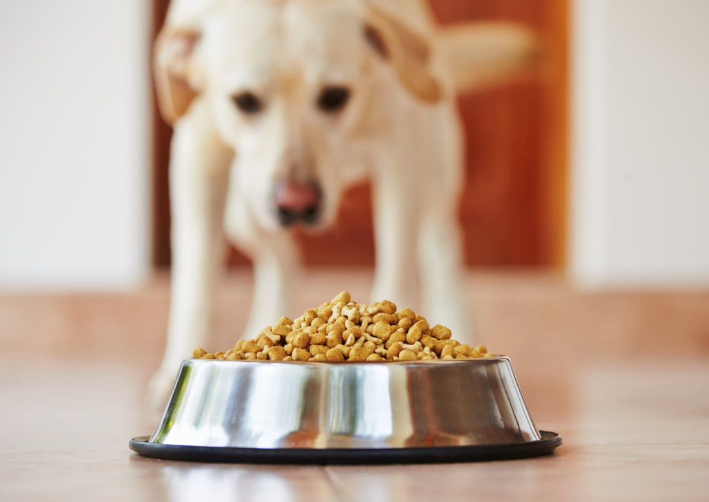 犬や猫がご飯を食べない…獣医師が教える「食欲不振」の原因と対処法