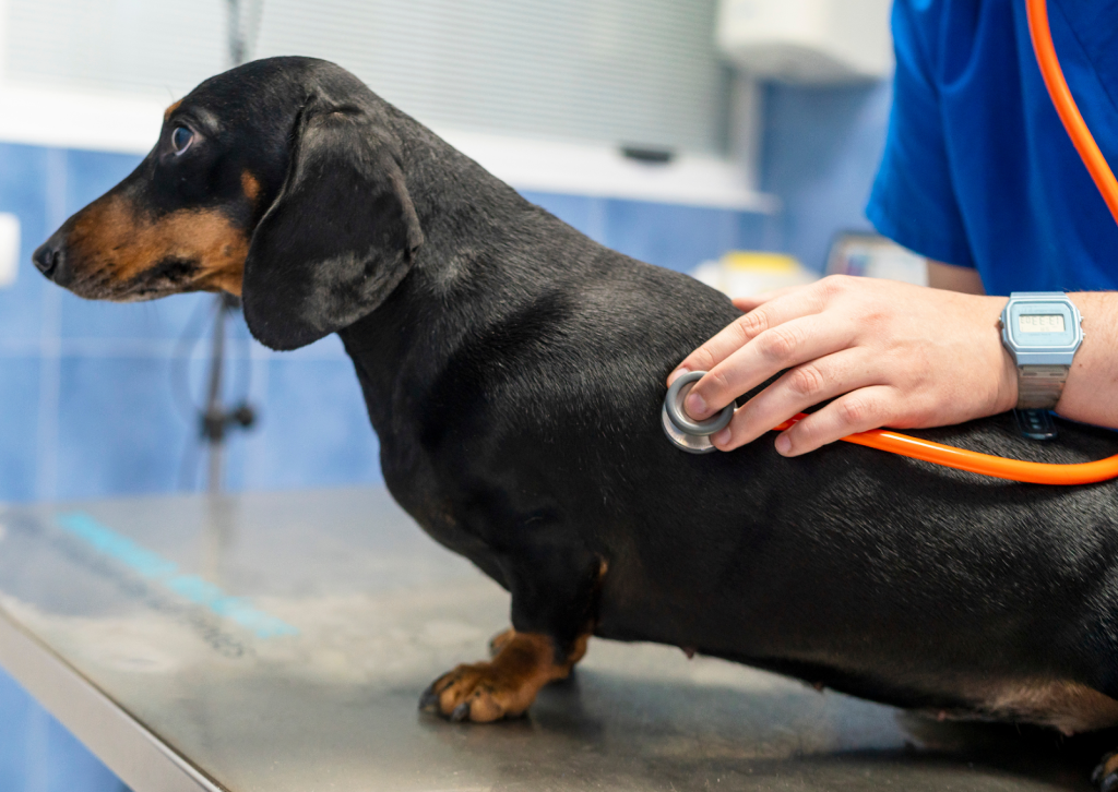 愛犬の痛みのサイン｜獣医師が解説する頸部・椎間板ヘルニアの症状と対策