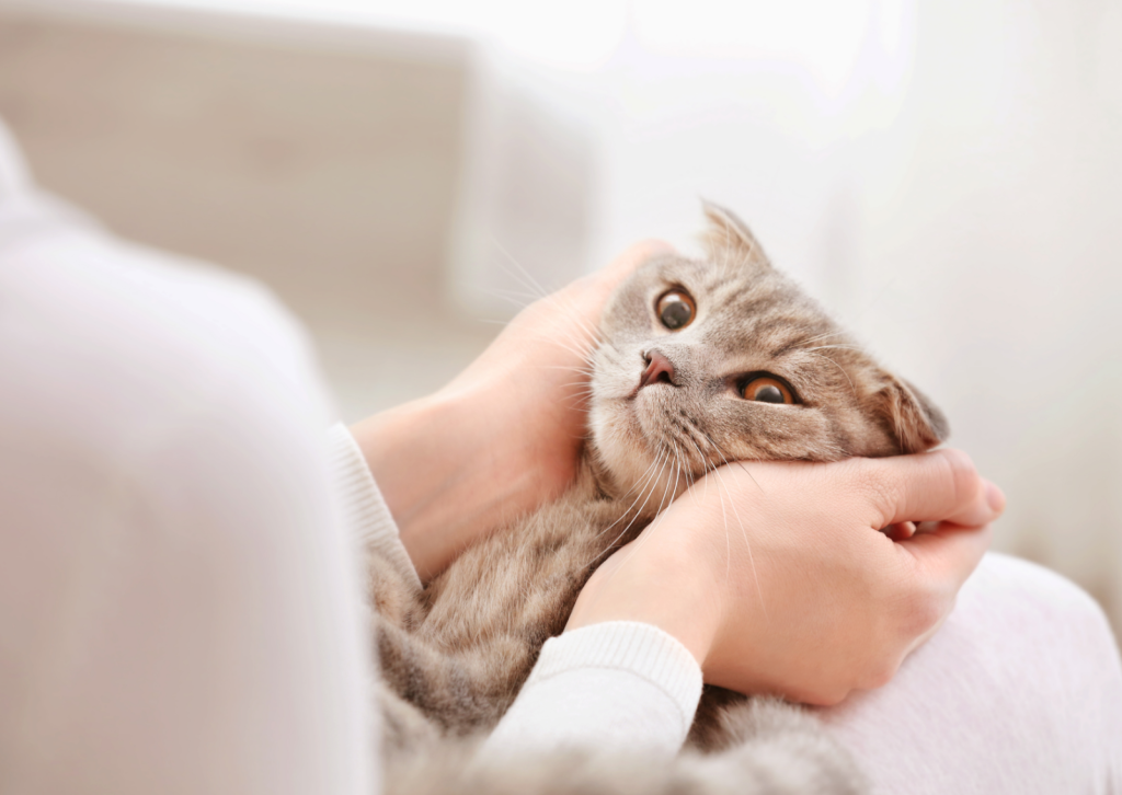 【獣医師が解説】犬や猫の呼吸が変？｜飼い主様が知っておくべきサインと対処法