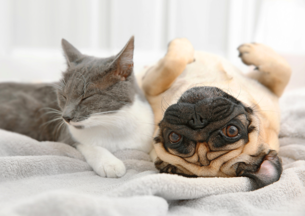 犬や猫の室温は何度が適切？最適な室内環境と熱中症予防のコツ