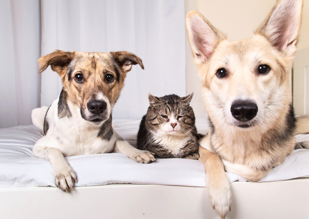 犬や猫の体にイボ・できものがある？原因と診断方法を獣医師が解説