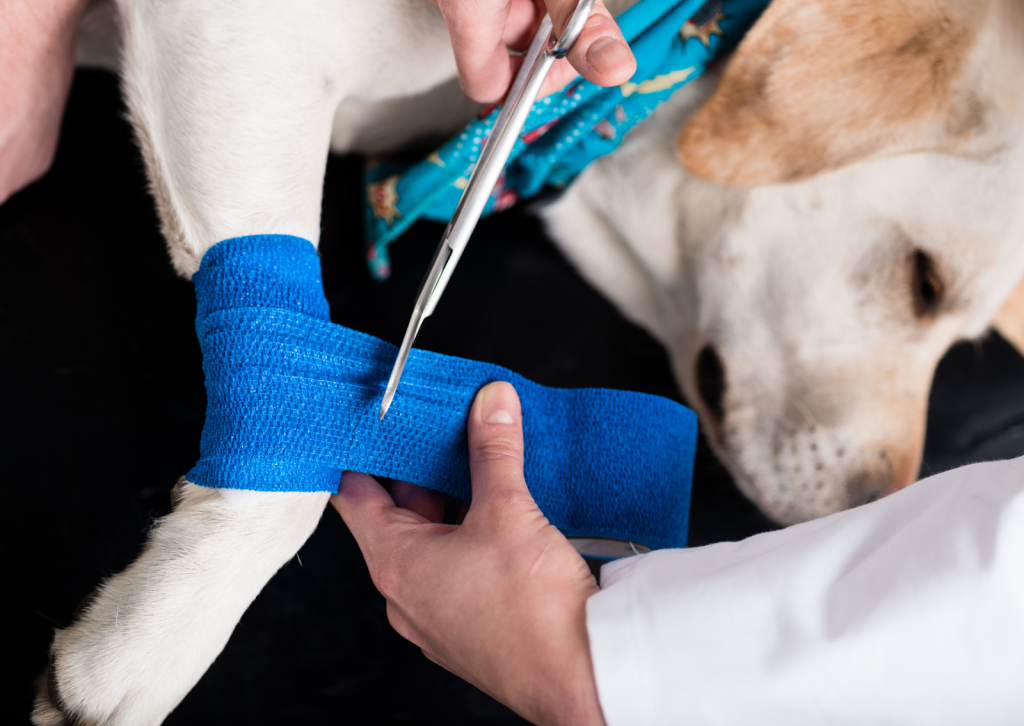 愛犬が他の犬に噛まれたときの対処法｜応急処置と受診の流れを解説