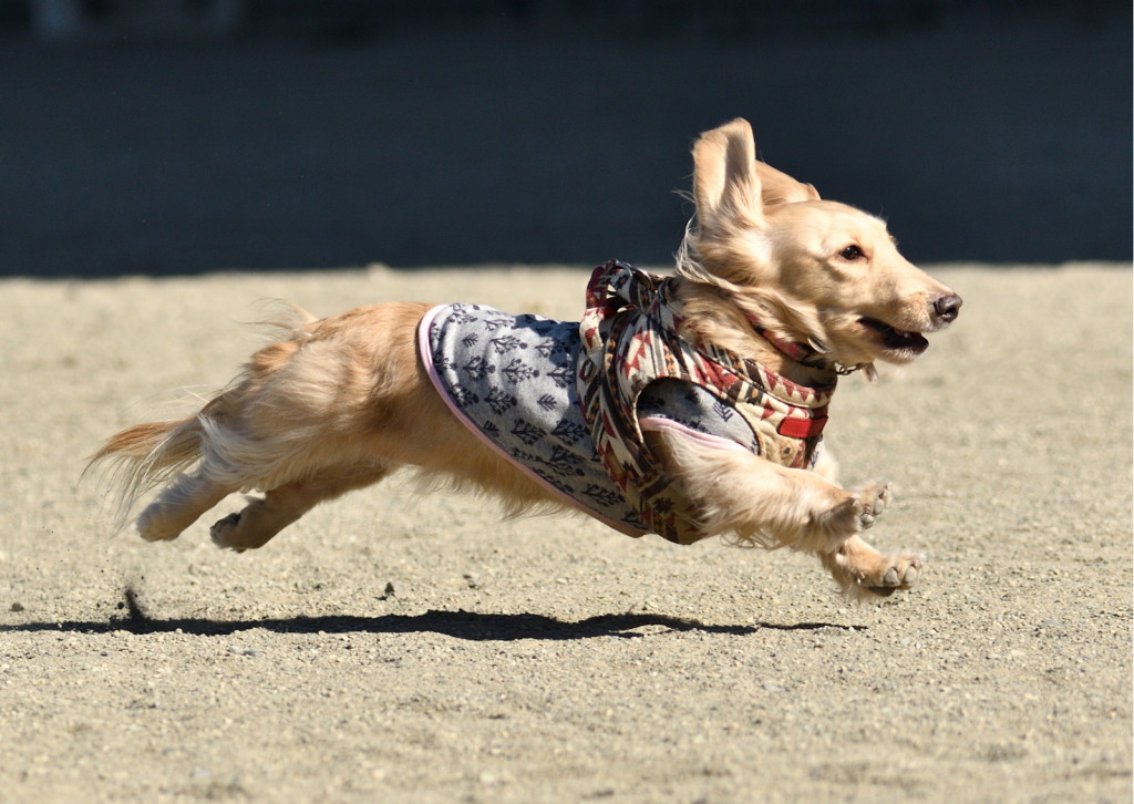 足が動かない、歩き方がおかしい…犬や猫の足の異変から考えられる病気とは？
