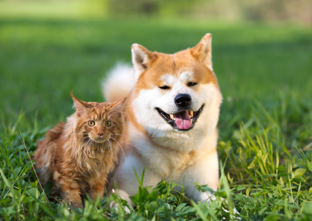 岡山でも要注意！マダニが媒介するSFTSとは？犬・猫・人への感染リスクを獣医師が解説