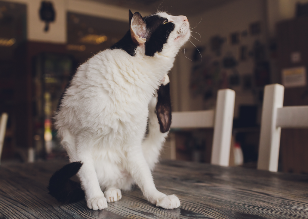 犬と猫のアトピー性皮膚炎｜その痒み、様子見で大丈夫ですか？