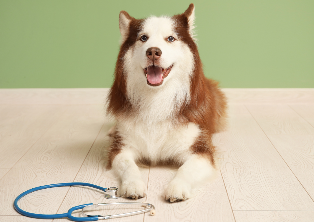 犬の震えや元気がない原因は？見逃されやすいアジソン病に注意