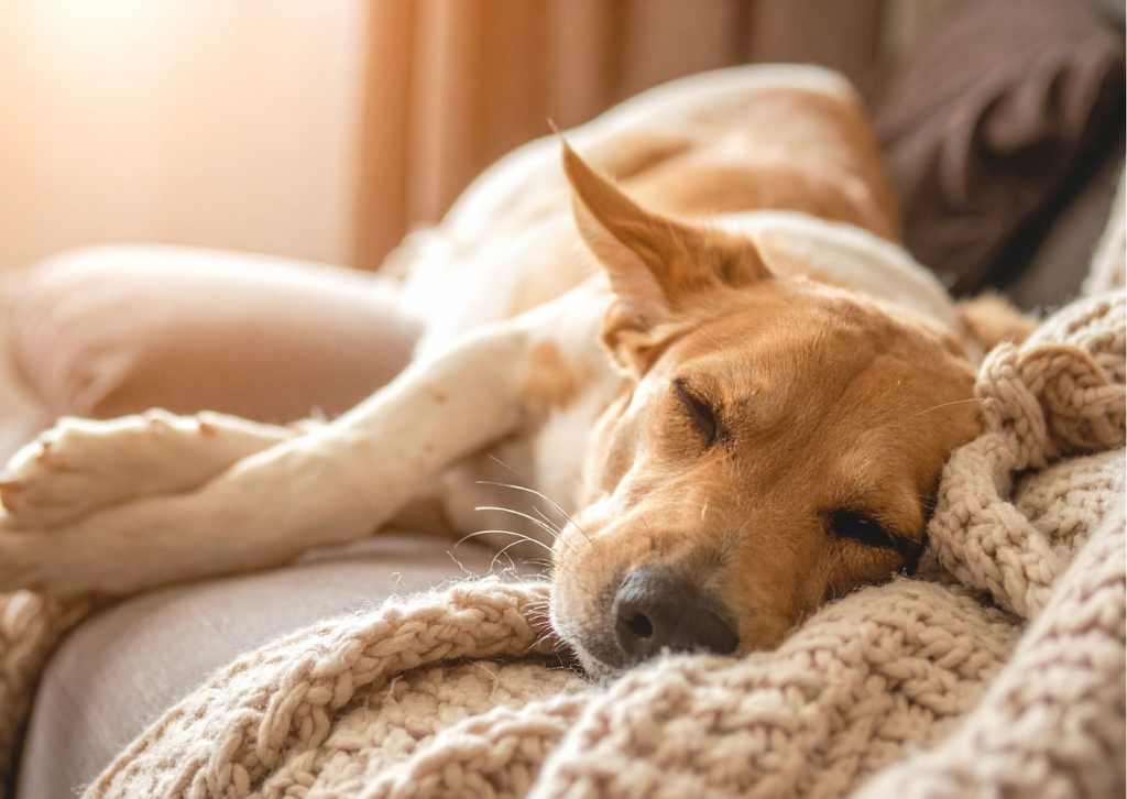 犬や猫の発作について｜突然のけいれんや意識喪失にどう対応する？