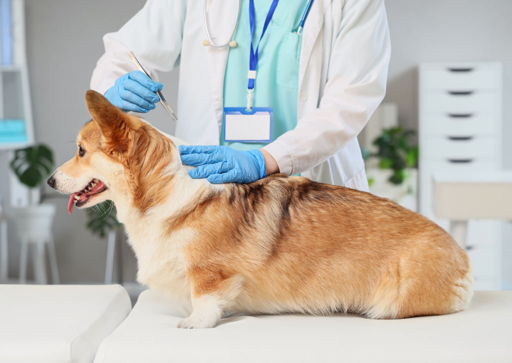 狂犬病ワクチン、なぜ毎年必要？｜飼い主様が知っておきたい義務と接種の流れ