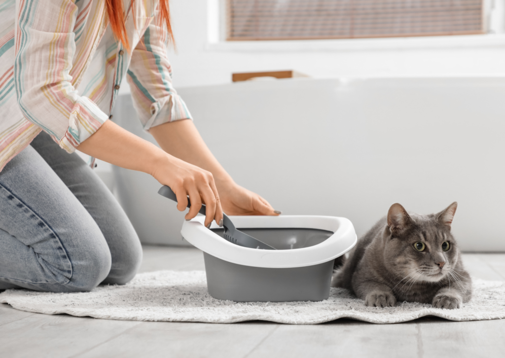 犬や猫の便秘｜様子見してよいケースと病院に行くべきサイン