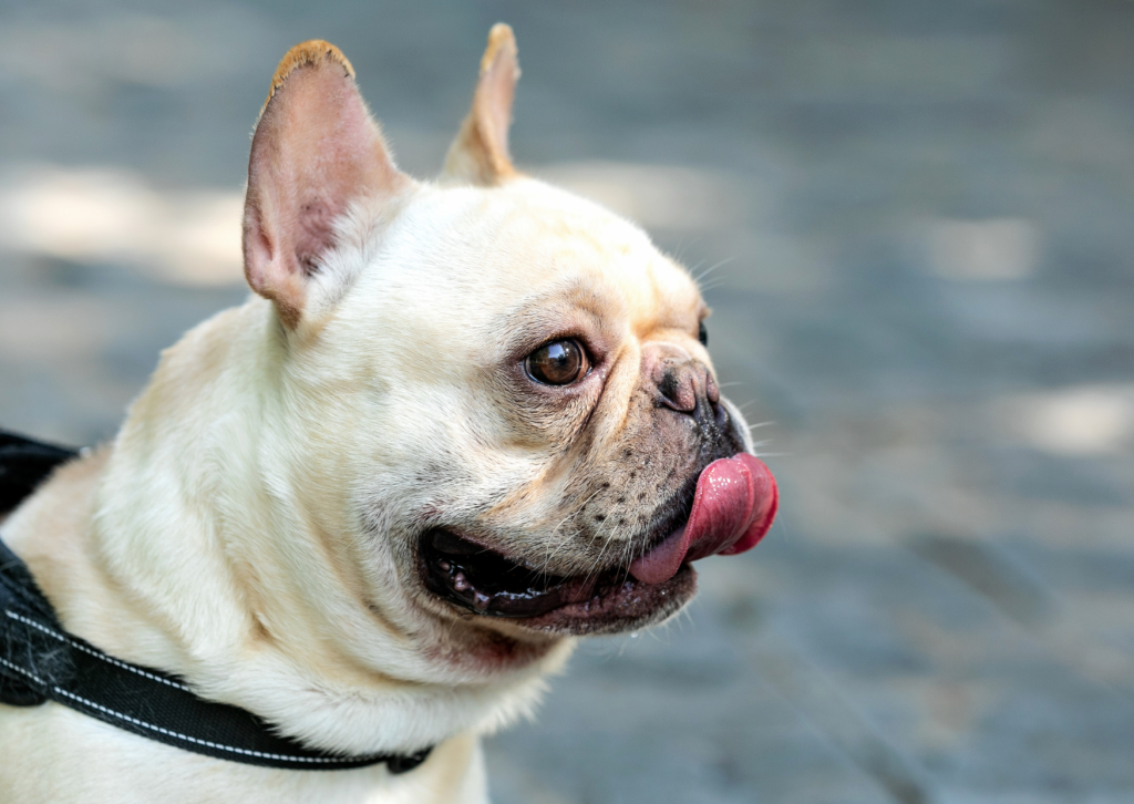 犬の咳が止まらない・ゼーゼーする…それは気管虚脱かも？症状と対処法を解説