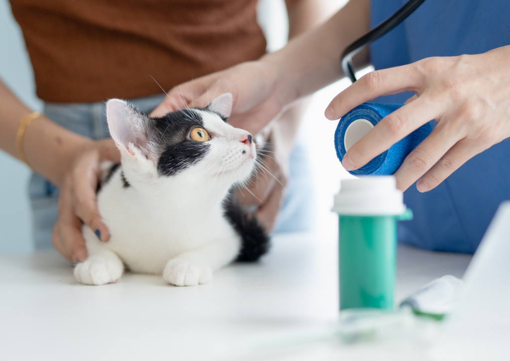犬と猫のストレス｜薬を飲んでも下痢が治らないときに知ってほしい体からのサイン