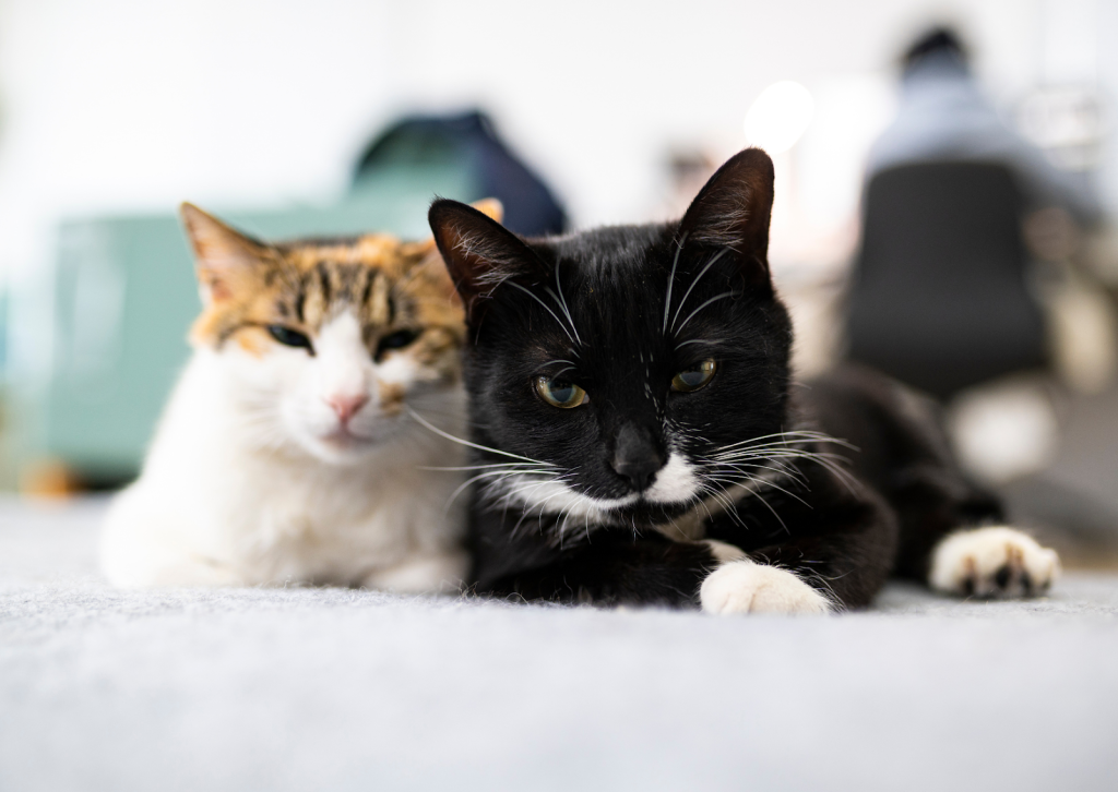 複数の猫と暮らす飼い主様へ｜多頭飼いならではの健康管理と受診の考え方