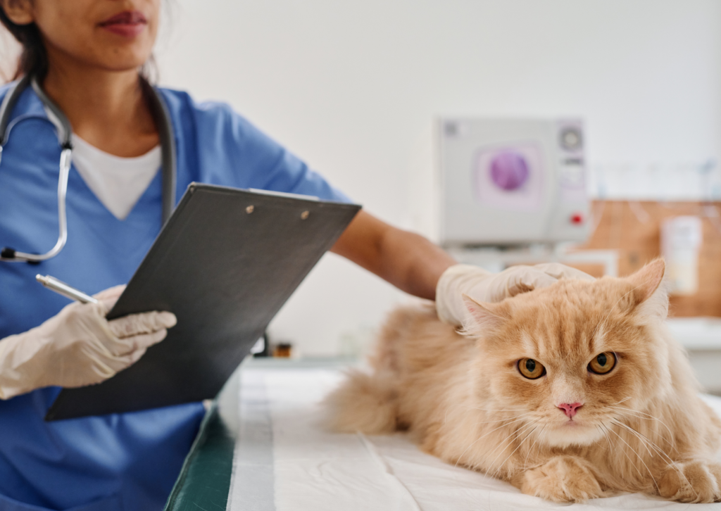 愛猫の元気がない原因は？行動の変化から気づく体調不良のサイン