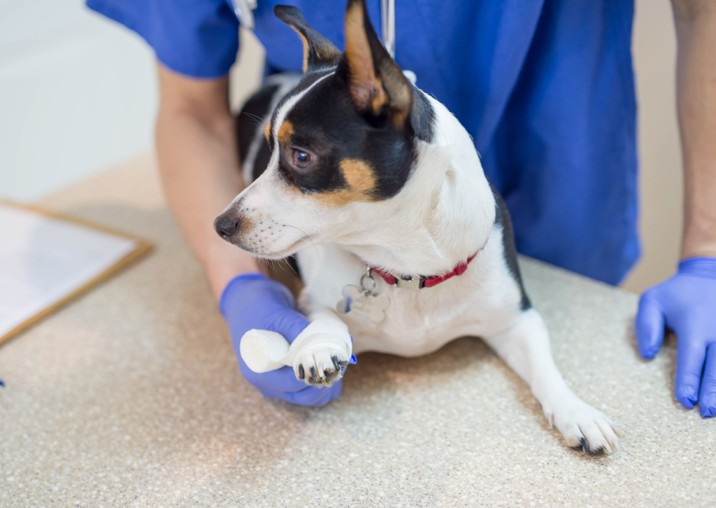 犬が後ろ足を浮かせる・スキップする｜パテラ（膝蓋骨脱臼）の症状と対処法