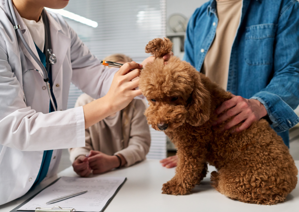 犬や猫の白目や皮膚が黄色いときは要注意｜犬と猫の黄疸の原因と予防