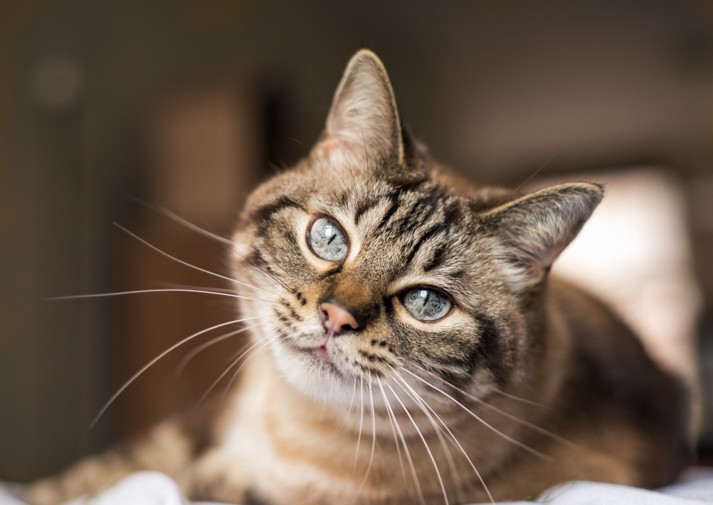 犬や猫の咳は様子見で大丈夫？考えられる病気と危険なサインを獣医師が解説