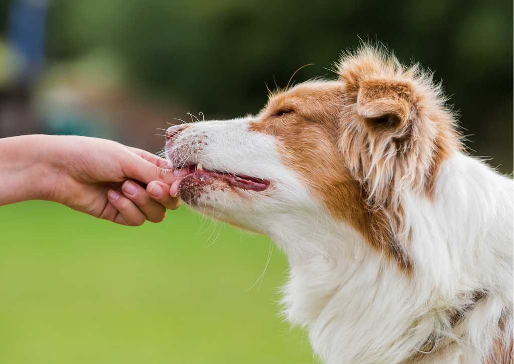 犬・猫の膵炎とは？嘔吐や腹痛など注意すべき初期症状と予防法を解説