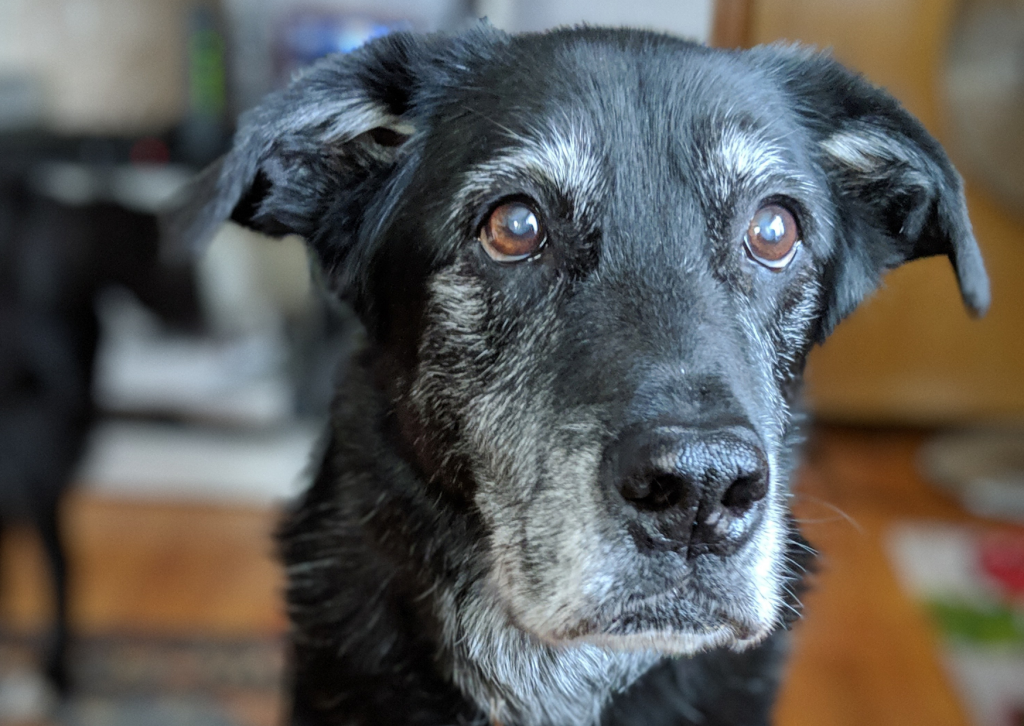 シニア期の犬と猫の行動変化に注意｜認知症の症状と向き合い方