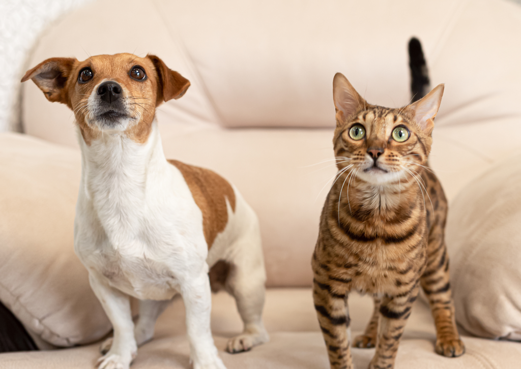 春に増える犬や猫の発情期トラブル｜未避妊・未去勢の子に見られる行動と注意点