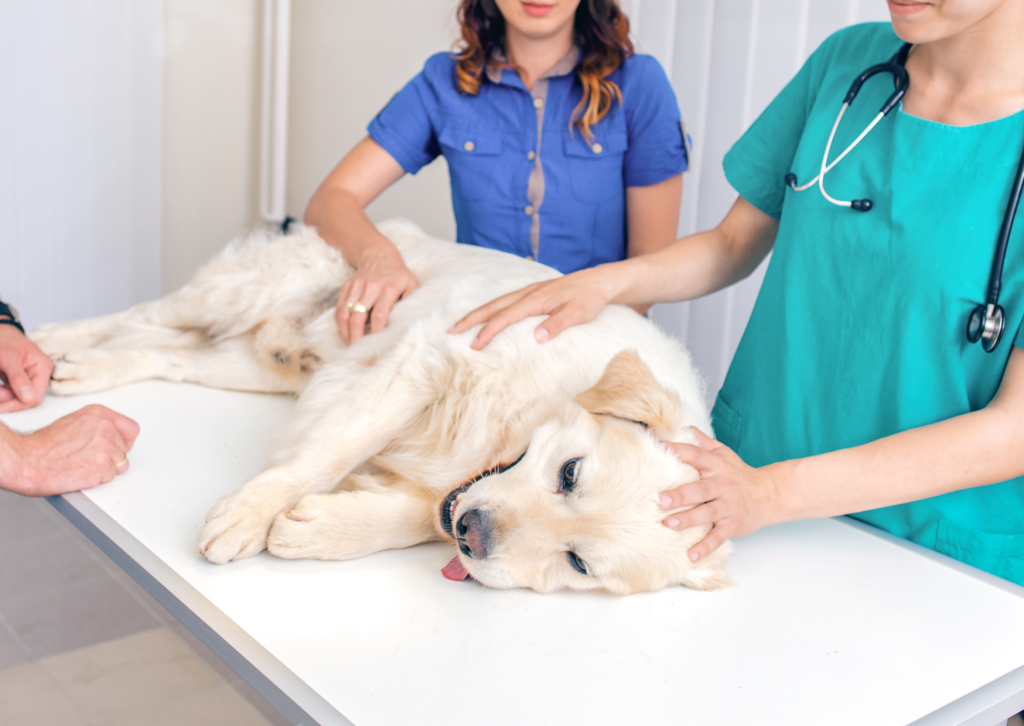 いつ動物病院に連れて行く？犬や猫の緊急時の判断基準と夜間救急の使い分け