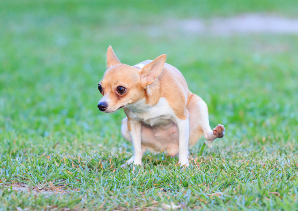 犬や猫に血尿がみられたら？考えられる病気と受診の目安