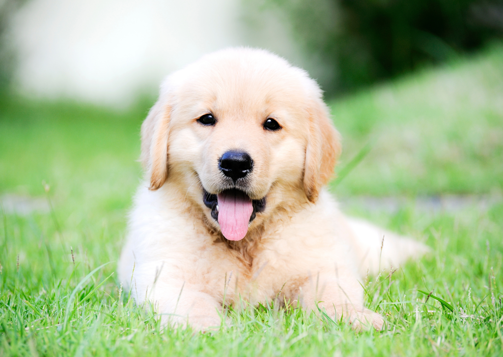 犬の甲状腺機能低下症｜毛が薄い・元気がない・太りやすいときは？
