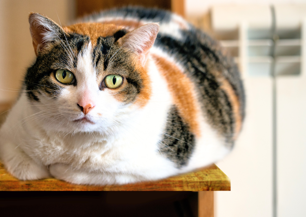 犬や猫のお腹が膨らんでいる？考えられる病気と受診の目安